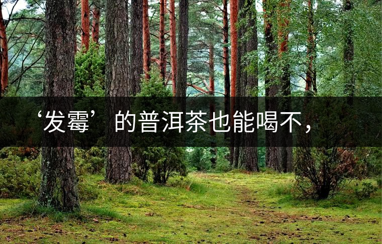 ‘發(fā)霉’的普洱茶也能喝不，看科學解釋