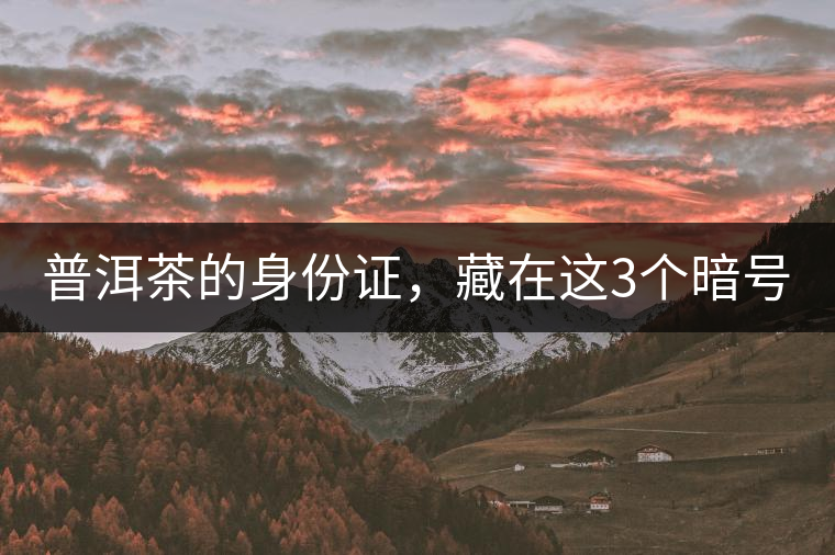 普洱茶的身份證，藏在這3個暗號中