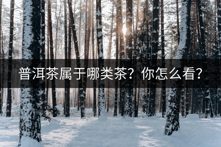 普洱茶屬于哪類茶？你怎么看？