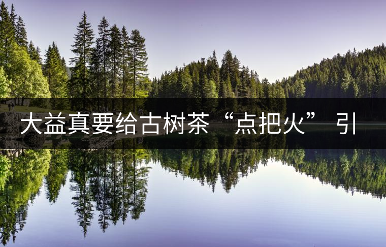 大益真要給古樹茶“點把火” 引火燒身？