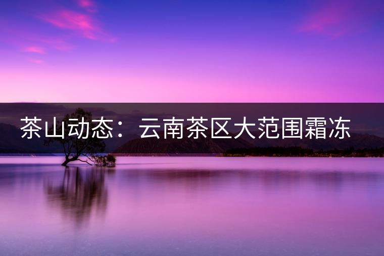 茶山動(dòng)態(tài)：云南茶區(qū)大范圍霜凍 明春茶葉產(chǎn)量堪憂