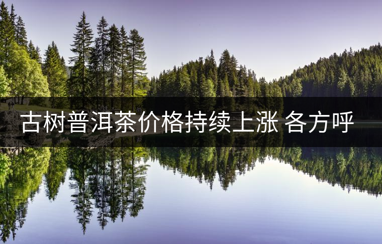 古樹普洱茶價(jià)格持續(xù)上漲 各方呼吁有序開(kāi)采 古樹普洱茶價(jià)格持續(xù)上漲 各方呼吁有序開(kāi)采
