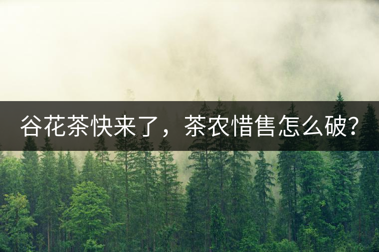 谷花茶快來了，茶農(nóng)惜售怎么破？