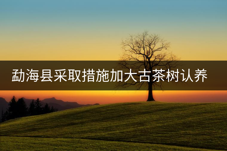 勐海縣采取措施加大古茶樹認養(yǎng)保護 勐海縣采取措施加大古茶樹認養(yǎng)保護