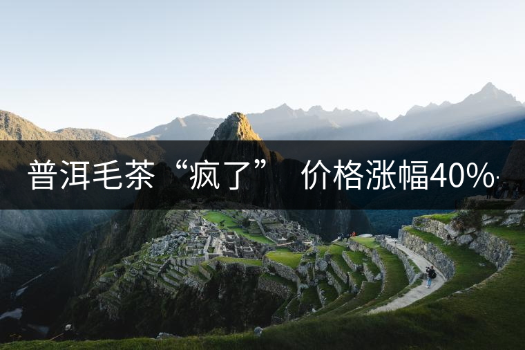 普洱毛茶“瘋了”  價(jià)格漲幅40%-80%