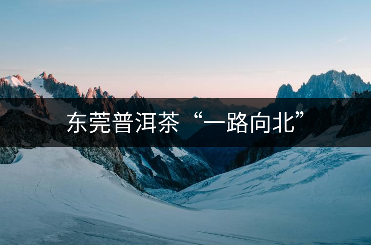 東莞普洱茶“一路向北”