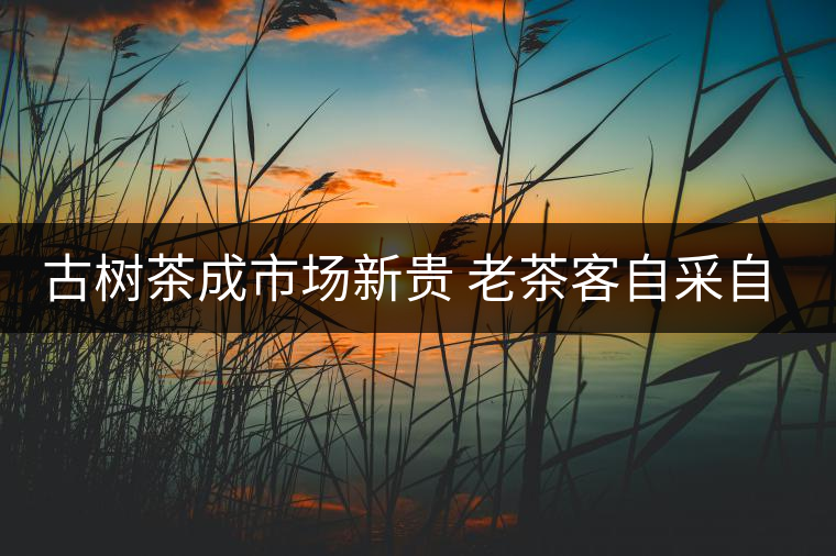 古樹茶成市場(chǎng)新貴 老茶客自采自制普洱茶 古樹茶成市場(chǎng)新貴 老茶客自采自制普洱茶