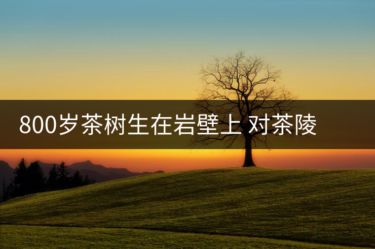 800歲茶樹生在巖壁上 對(duì)茶陵茶產(chǎn)業(yè)發(fā)展有重要價(jià)值 800歲茶樹生在巖壁上 對(duì)茶陵茶產(chǎn)業(yè)發(fā)展有重要價(jià)值