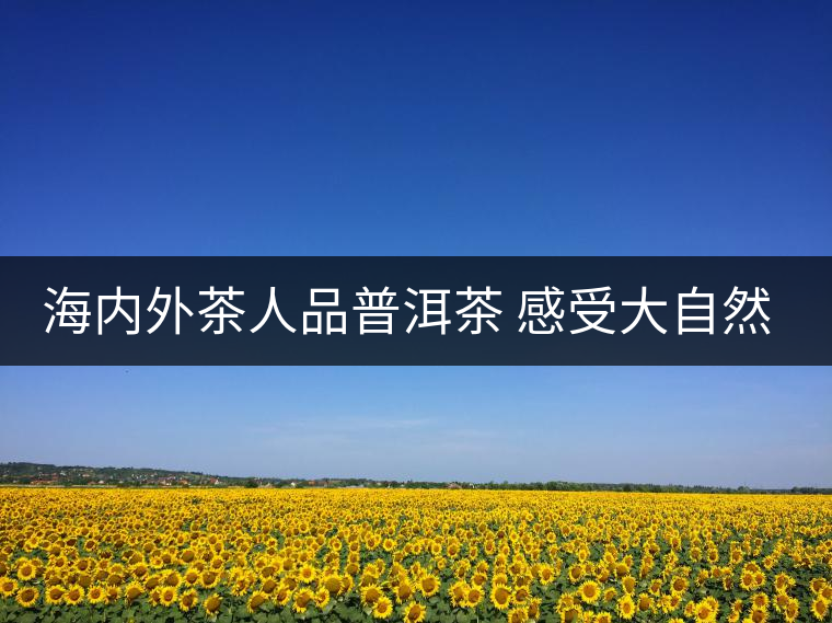 海內外茶人品普洱茶 感受大自然恩賜 海內外茶人品普洱茶 感受大自然恩賜