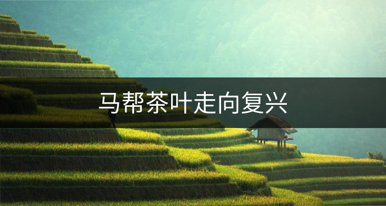 馬幫茶葉走向復(fù)興 馬幫茶葉走向復(fù)興