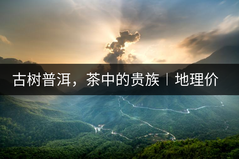 古樹普洱，茶中的貴族︱地理價(jià)值是普洱茶的最大資源優(yōu)勢(shì)