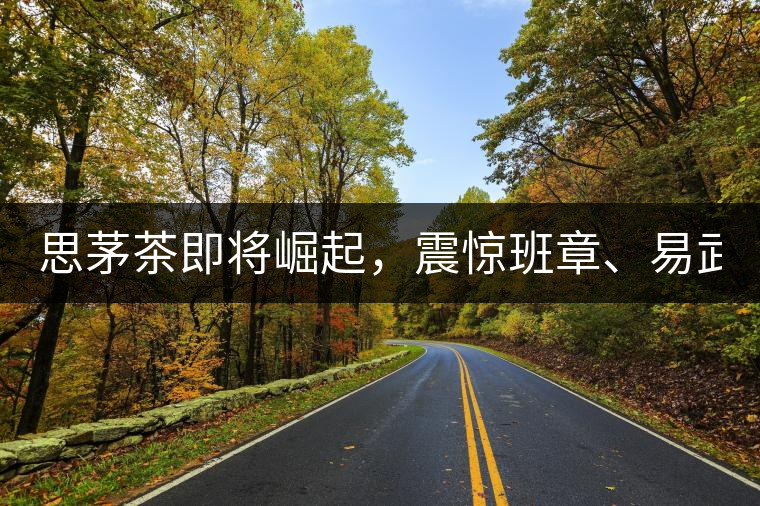 思茅茶即將崛起，震驚班章、易武！