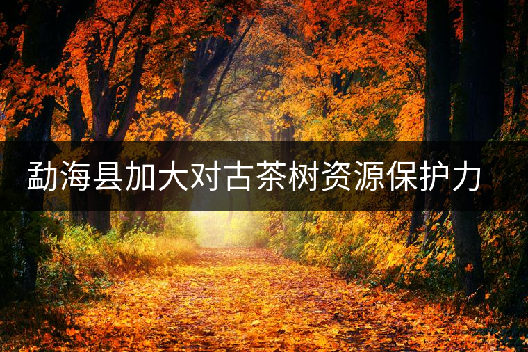 勐?？h加大對(duì)古茶樹資源保護(hù)力度