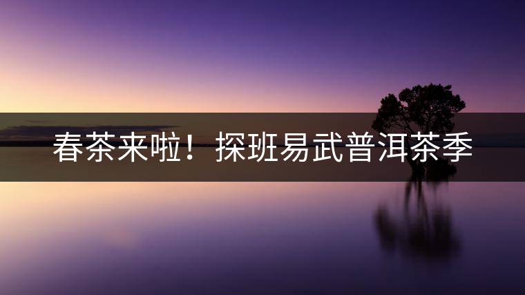 春茶來啦！探班易武普洱茶季