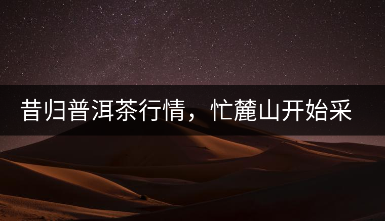 昔歸普洱茶行情，忙麓山開始采制春茶