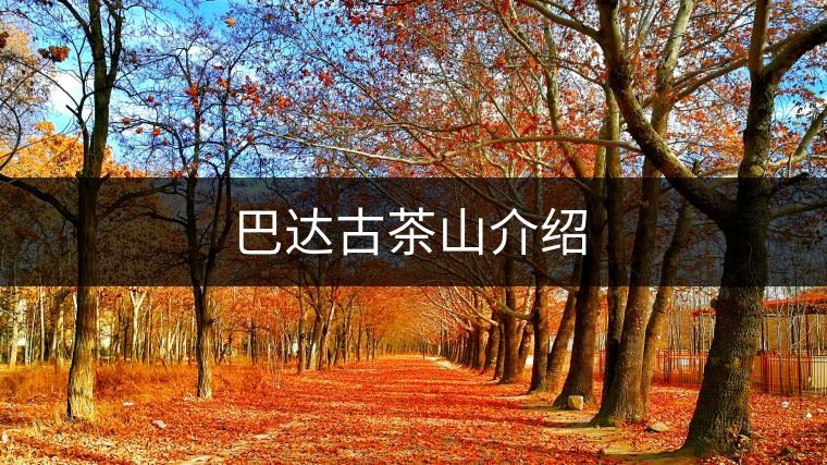 巴達(dá)古茶山介紹