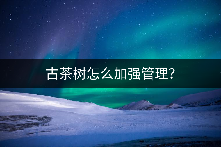 古茶樹怎么加強(qiáng)管理？