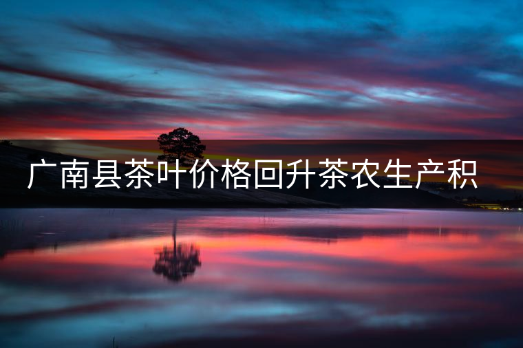 廣南縣茶葉價格回升茶農生產積極性提高 廣南縣茶葉價格回升茶農生產積極性提高