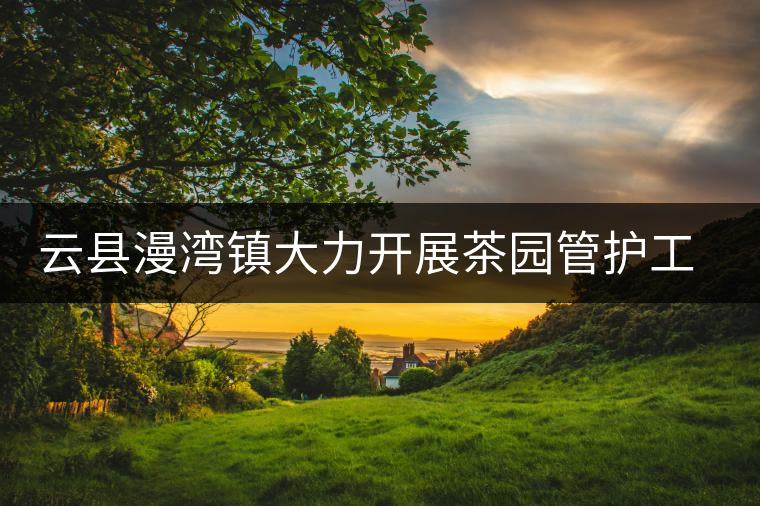 云縣漫灣鎮(zhèn)大力開展茶園管護(hù)工作 云縣漫灣鎮(zhèn)大力開展茶園管護(hù)工作