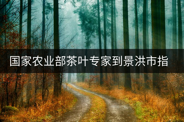 國家農(nóng)業(yè)部茶葉專家到景洪市指導抗旱 國家農(nóng)業(yè)部茶葉專家到景洪市指導抗旱