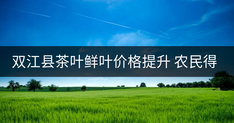 雙江縣茶葉鮮葉價格提升 農(nóng)民得到實惠 雙江縣茶葉鮮葉價格提升 農(nóng)民得到實惠