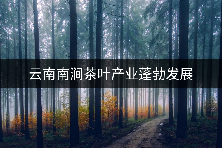 云南南澗茶葉產(chǎn)業(yè)蓬勃發(fā)展
