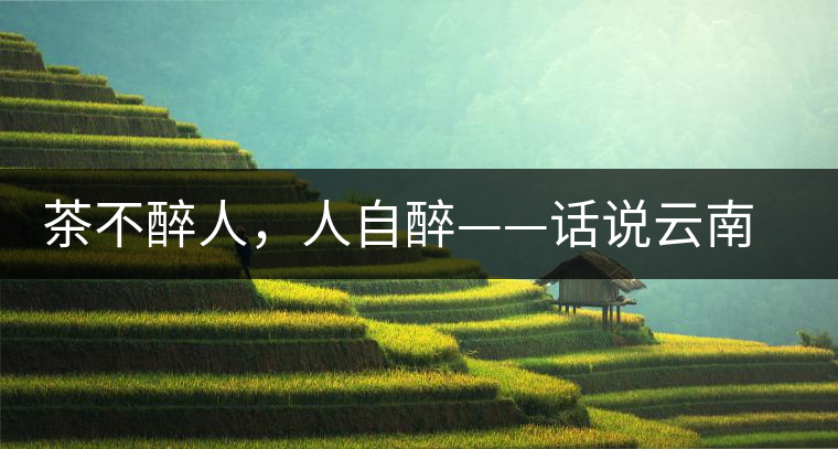 茶不醉人，人自醉——話說云南冰島普洱茶