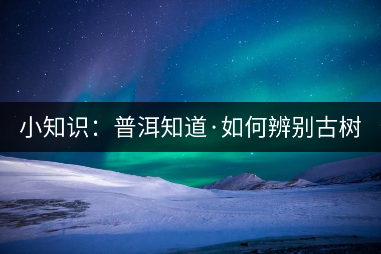 小知識：普洱知道·如何辨別古樹茶？