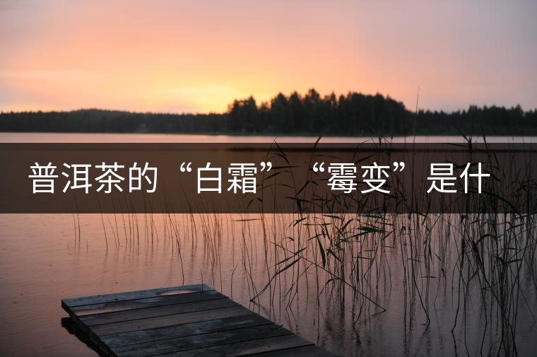 普洱茶的“白霜”“霉變”是什么鬼？