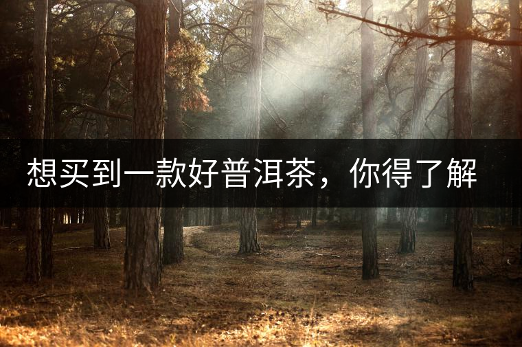 想買到一款好普洱茶，你得了解這些……