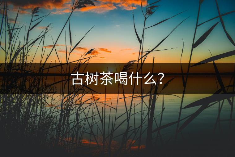 古樹茶喝什么？