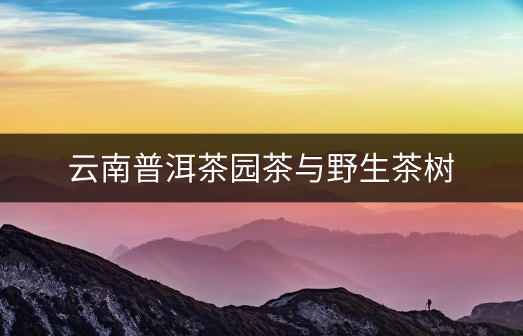 云南普洱茶園茶與野生茶樹(shù)