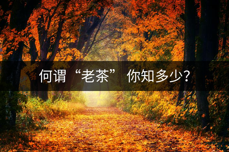 何謂“老茶” 你知多少？