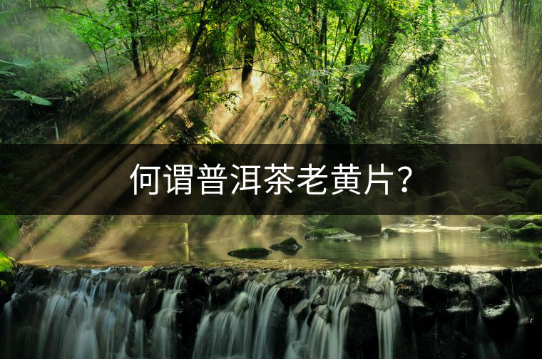 何謂普洱茶老黃片？