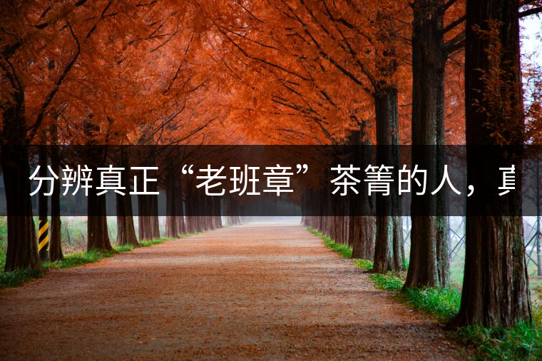 分辨真正“老班章”茶箐的人，真的不多！