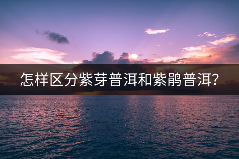 怎樣區(qū)分紫芽普洱和紫鵑普洱？