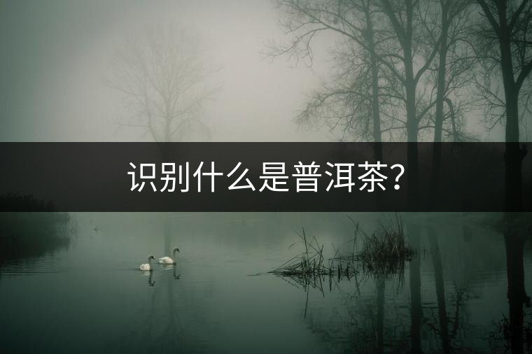 識(shí)別什么是普洱茶？