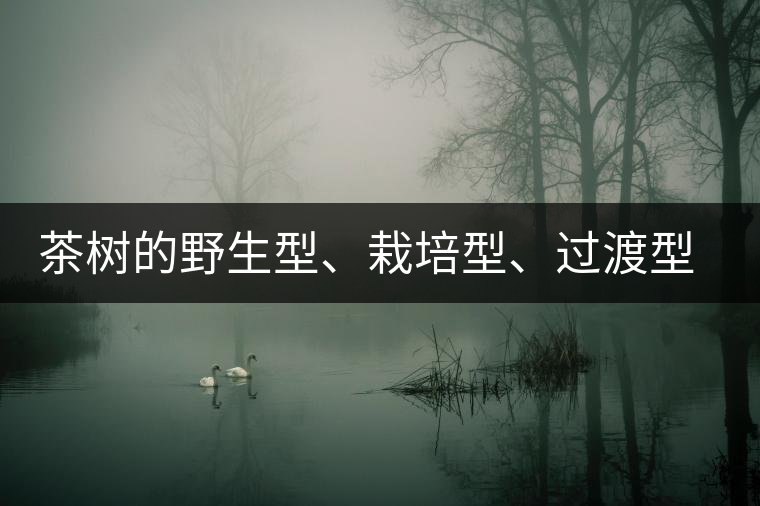 茶樹的野生型、栽培型、過渡型是怎么界定的？