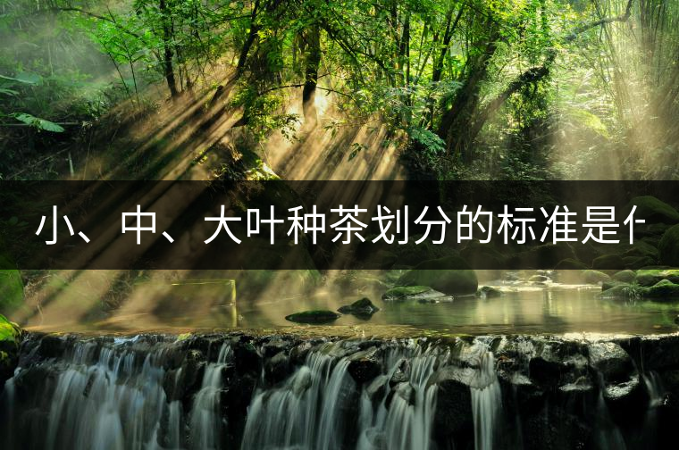 小、中、大葉種茶劃分的標(biāo)準(zhǔn)是什么？