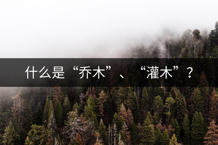 什么是“喬木”、“灌木”？