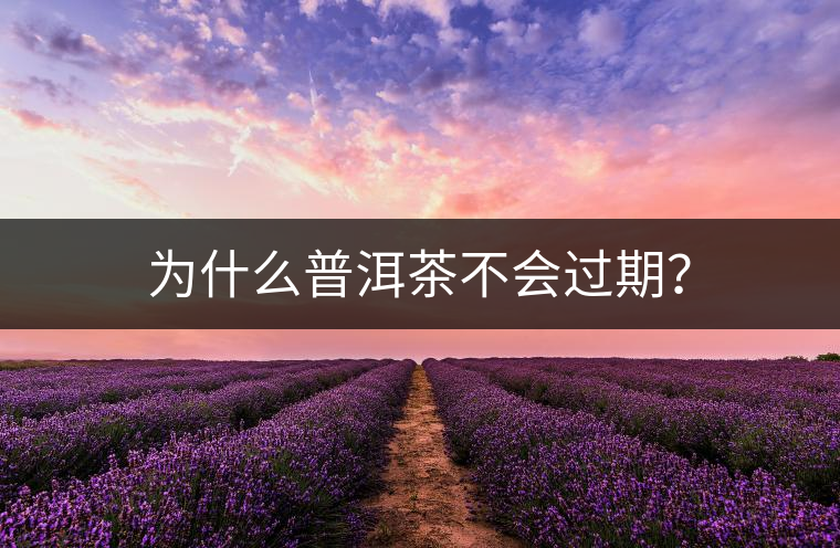 為什么普洱茶不會過期？