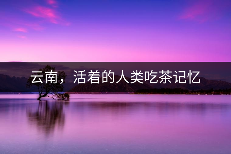 云南，活著的人類吃茶記憶