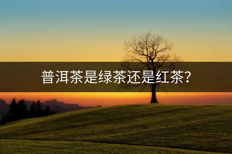 普洱茶是綠茶還是紅茶？