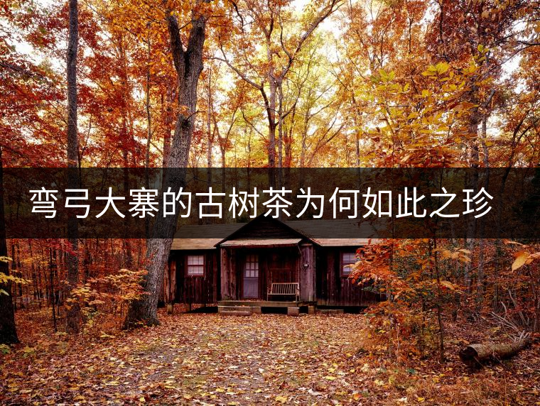 彎弓大寨的古樹(shù)茶為何如此之珍貴？