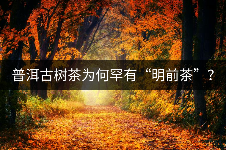 普洱古樹茶為何罕有“明前茶”？