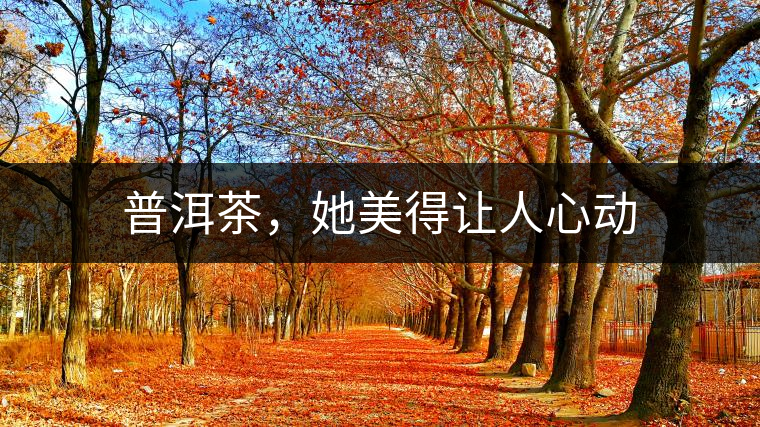 普洱茶，她美得讓人心動(dòng)