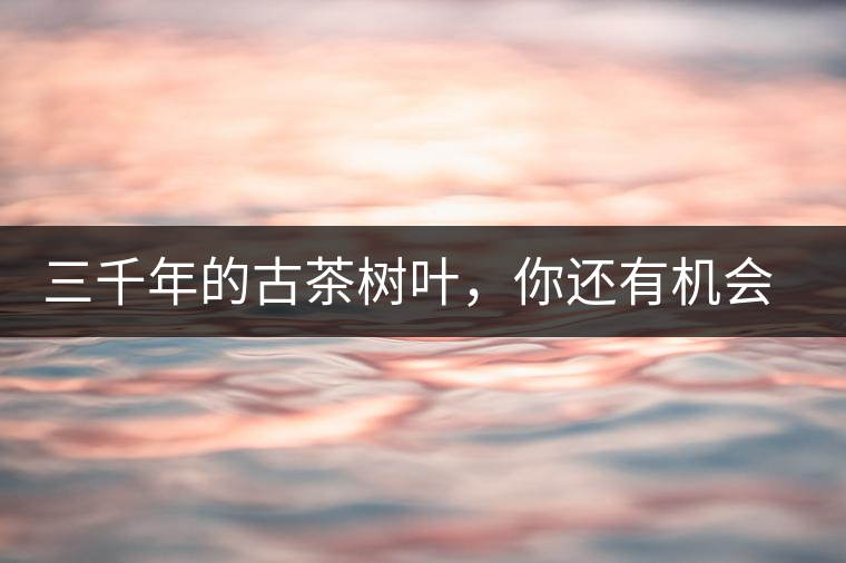 三千年的古茶樹葉，你還有機會喝到嗎？