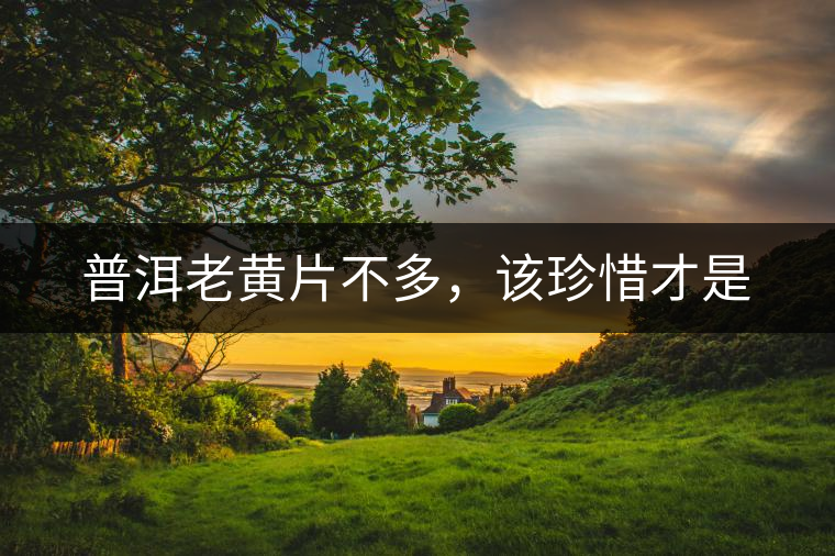 普洱老黃片不多，該珍惜才是