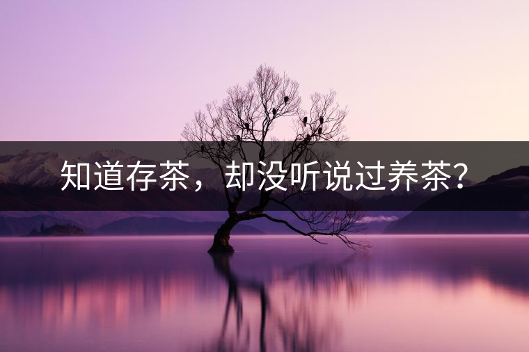 知道存茶，卻沒(méi)聽(tīng)說(shuō)過(guò)養(yǎng)茶？
