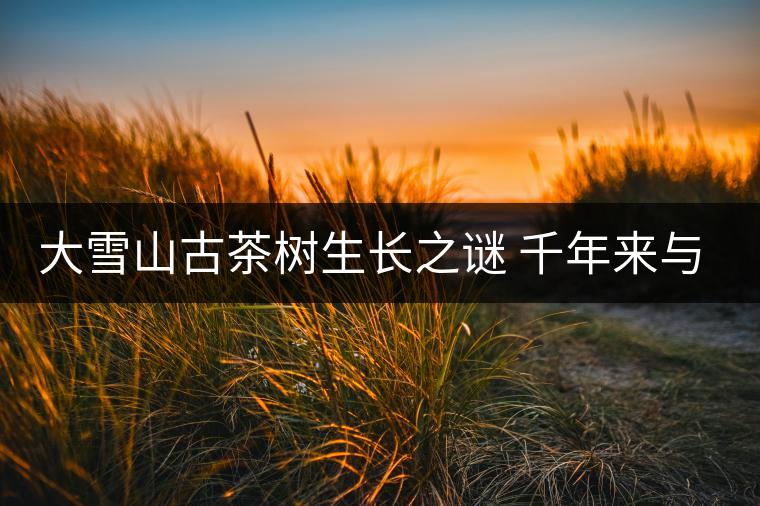 大雪山古茶樹(shù)生長(zhǎng)之謎 千年來(lái)與世隔絕 大雪山古茶樹(shù)生長(zhǎng)之謎 千年來(lái)與世隔絕